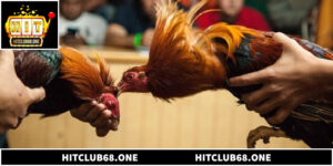 Đá Gà Thomo Trực Tiếp Full HD Sắc Nét Tại Hitclub