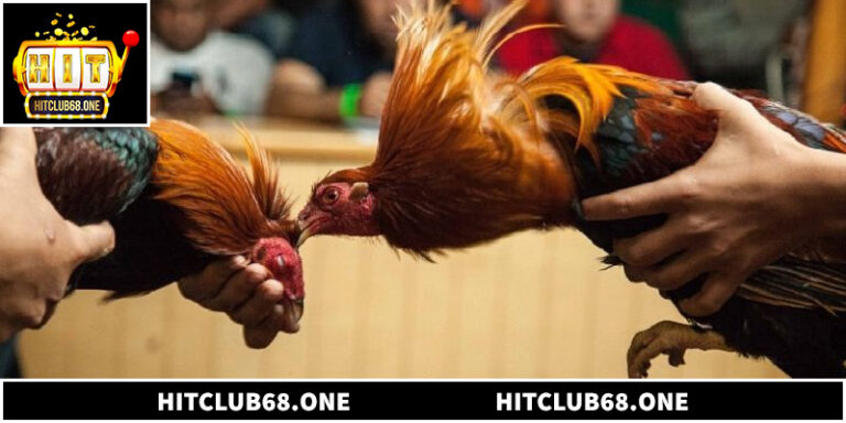 Đá Gà Thomo Trực Tiếp Full HD Sắc Nét Tại Hitclub