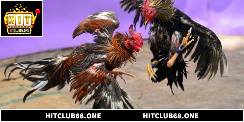 Hệ thống hỗ trợ người dùng chốt kèo và nhận thưởng nhanh